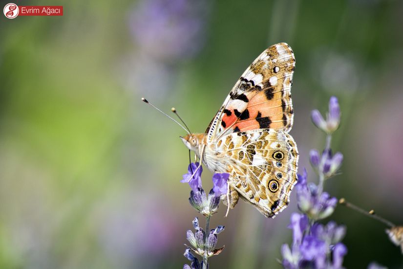 Diken kelebeği (Vanessa cardui).