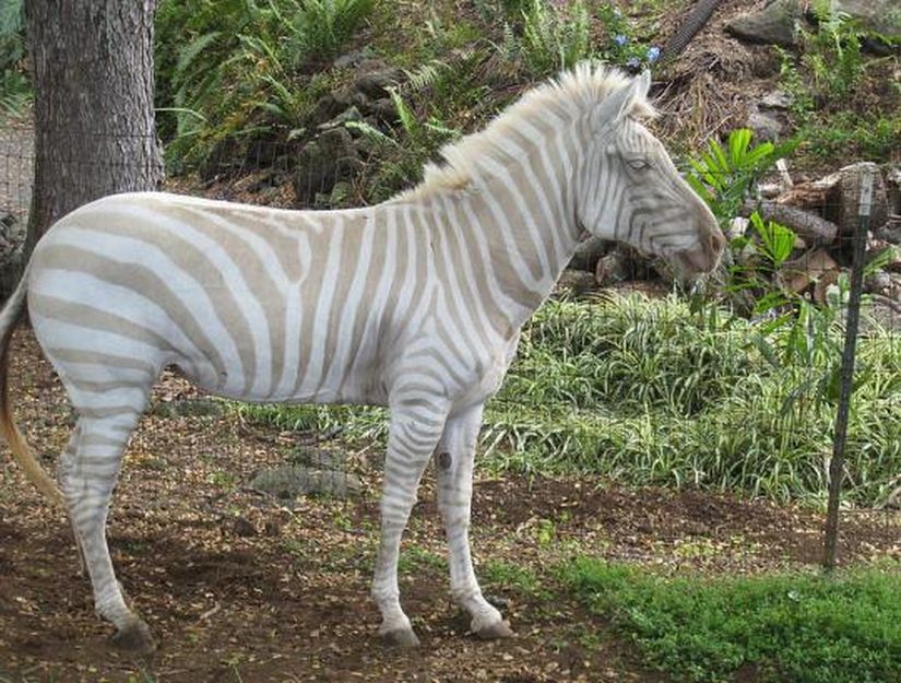 Albino Zebra