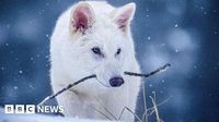 Experts dispute Colossal claim dire wolf back from extinction