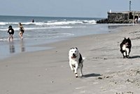 The ‘dog days of fall’ have arrived at the Jersey Shore. Here’s where your pup can play.