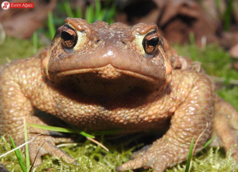 Siğili kurbağa (Bufo bufo) erişkin bireyin önden görünümü, (Sakarya).