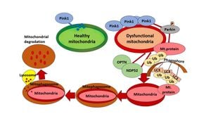 Optineurin's Role Unveiled: Key To Mitochondrial Transport And Neuroprotection