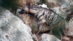 Çizgili sırtlan (Hyaena hyaena)