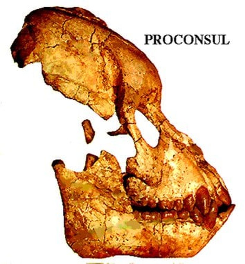 Proconsul