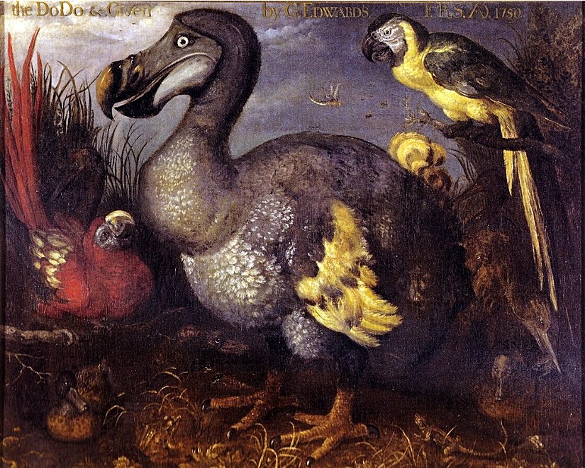 George Edwards tarafından çizilen dodo.