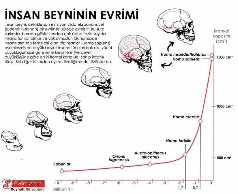 Görülebileceği gibi, yukarıda gösterilen türlerin vücut büyüklükleri, beyin hacmini gösteren bu grafikle kıyaslandığında, zekamızın kaynağının temelleri ortaya çıkmaktadır. Vücut büyüklüğümüz neredeyse hiç değişmemişken, beyin hacmimiz muazzam bir artış göstermiştir.