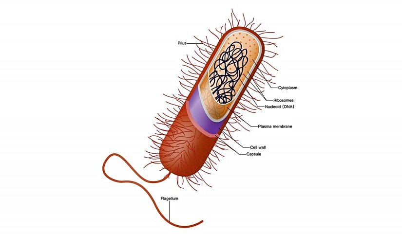 Basil şekilli bir bakterinin anatomik şeması.