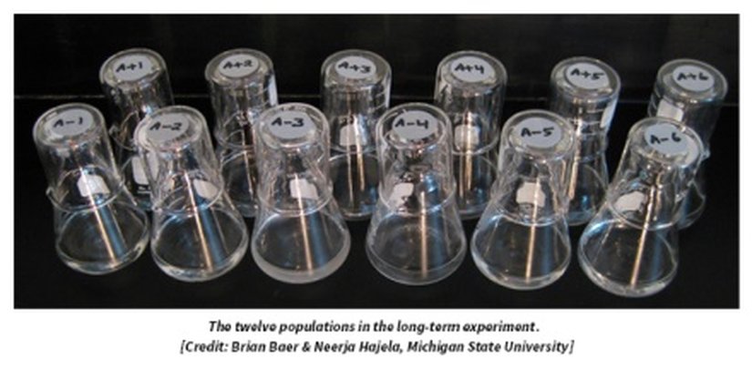 Uzun süreli deneyde kullanılan 12 popülasyon örneği.