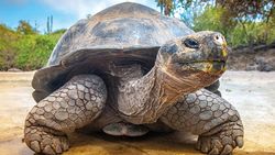 Galapagos Adaları Röportajı (Doç. Dr. Meral Kence)