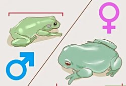 Genelde kuşlar, amfibiler, böcekler gibi canlılarda neden erkek birey dişi bireyden daha küçüktür?