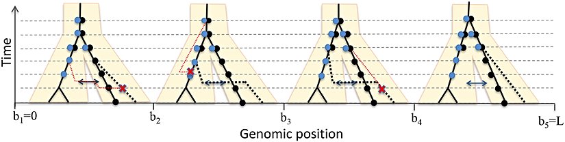 İki popülasyon ve tek göç bandı modeli altında "örme" (İng: "threading") işlemine bir örnek