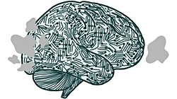 Görsel Korteks Kategorizasyonda Öncü Rol Oynuyor!