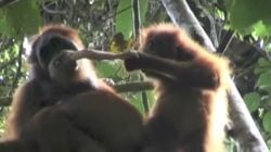 Orangutanlar Et Yer Mi ?