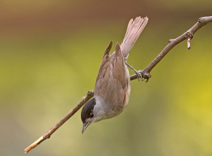 Görsel 6. Karabaşlı yalı bülbülü (Sylvia atricapilla)