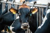Pryszczyca w Polsce: Kwarantanna i kontrole po importach ze Słowacji