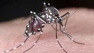 Dengue Fever Outbreaks Grow Alarmingly Across Americas And India