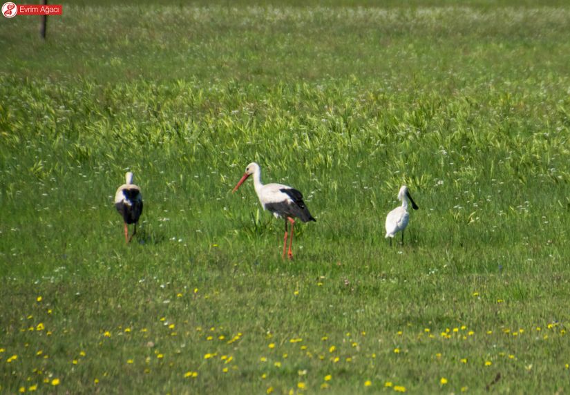 Bu fotoğrafımızda ise leylek çifti yanında misafirleri olan kaşıkçı (Platalea leucorodia) da poz veriyor. 