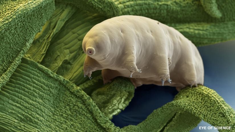 Su ayısı (Tardigrada sp.)