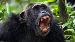 500 Yılda Bir Yaşanan Şempanze İç Savaşı Patlak Verdi!
