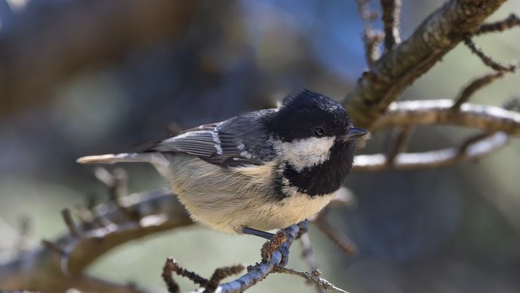 Çam baştankarası (Periparus ater)