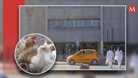 Muere niña de 3 años contagiada con influenza aviar H5N1 en Coahuila