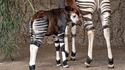 2013 Yılında Soyu Tükenme Tehlikesi Altında Olan Canlıların Sayısı Arttı!