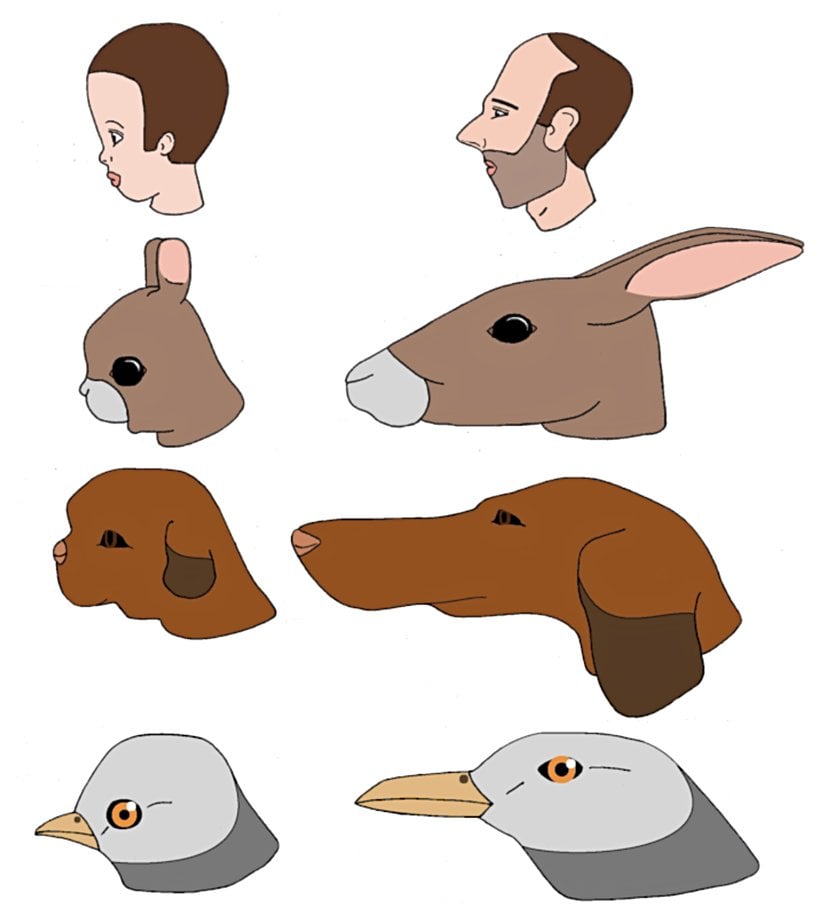 Bu, Konrad Lorenz 1971, Methuen & Co. Ltd. tarafından basılan "Studies in Animal and Human Behavior, cilt II"de Stephen Jay Gould'un "Mickey Mouse'a biyolojik bir saygı" adlı makalesinden alınmış bir diyagrama dayanarak çizilen bir çizim. Bu diyagramın o makaledeki başlığında şöyle anlatılıyor: "İnsanlar genç özelliklere sahip hayvanları sevimli buluyor: iri gözler, şişkin kafatasları, geri çekilen çeneler (sol sütun). Küçük gözlü, uzun burunlu hayvanlar (sağ sütun) aynı tepkiye neden olmaz."