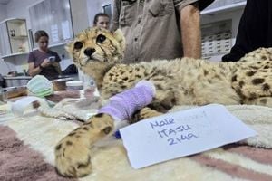 Ten Cheetah Cubs Rescued From Wildlife Traffickers