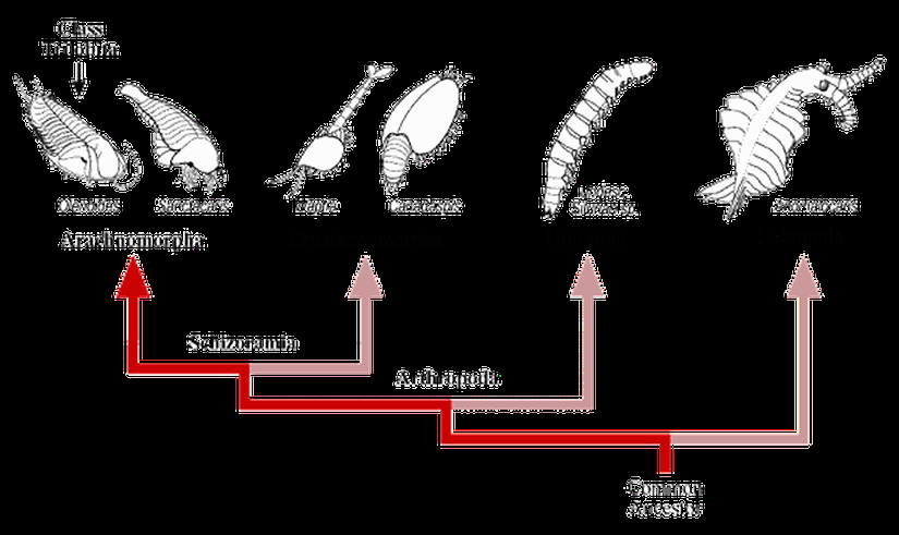 Trilobitlerin evrimini analiz ederken bakılması gereken ilk canlı grubu, Arachnamorpha olarak bilinen süpersınıftır. Tüm eklembacaklıların ataları, muhtemelen lop bacaklılar olarak bilinen Lobopoda'ya oldukça yakın canlılardı. Bu canlıların evrimi sırasında öncelikle Uniramia adı verilen ve günümüzdeki solucanları andıran, uzunlamasına segmanlı grup ayrıldı; sonrasında bugünkü deniz kabuklularını oluşturacak olan ilk atasal türler olan Crustaceomorpha... En nihayetinde ise bildiğimiz trilobitlerin evrimindeki ilk canlıları barındıran Arachnamorpha... Bu süper sınıf içerisinde Trilobita sınıfı bulunmaktadır.