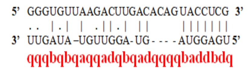 Örnek bir Tamamlayıcı Hizalama Algoritması (Sequence Alignment Algorithm) ve Temsili Bir Dubleks Sekansı