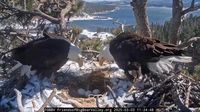 Watch: Baby bald eagles hatch in longtime nest of beloved bird couple