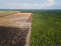 Organization: Delaying the deforestation regulation will jeopardize supply chains
