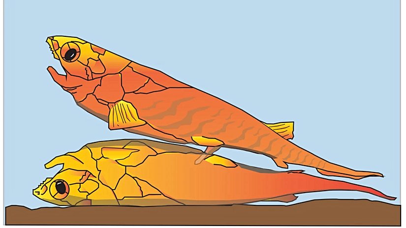 Incisoscutum cinsi balıklarda seksi gösteren bir çizim