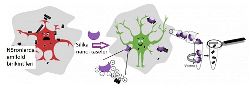Alzheimer hastalığını için geliştirilen nanopartiküllerin amiloid-beta peptidler üzerindeki etki mekanizması