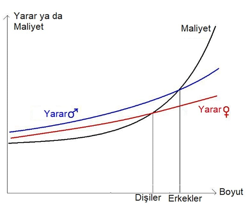 Erkeklerin büyük vücuda sahip olma durumunda dişilerden daha fazla yarar sağladıkları var sayılırsa, yukarıda verilen grafiğin cinsiyetler üzerinde uyarlanması bu şekilde olur.