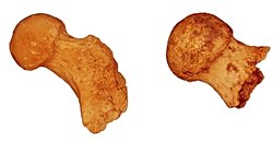 İnsan Ataları, 2 Milyon Yıl Öncesine Kadar Düzenli Olarak Ağaçlara Tırmanıyordu!