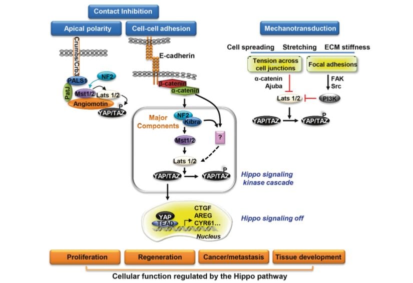 Hippo sinyal yolunun düzenlenmesi: Hippo sinyal yolu, E-kaderin aracılı hücre yapışması, sıkı bağlantıların oluşumu ve apikal polarite kompleksleri üzerine etkinleştirilirken mekanik stres yolu inhibe eder. Aktivasyon, hücre teması üzerine büyüme inhibisyonuna yol açar.