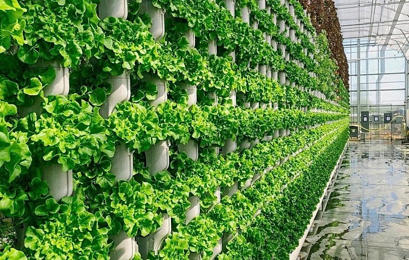 Modern tarım yöntemi: dikey tarım