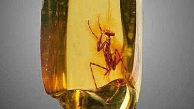 Reçine İçinde Milyonlarca Yıldır Korunan Türler Hiç Değişmemiş mi?