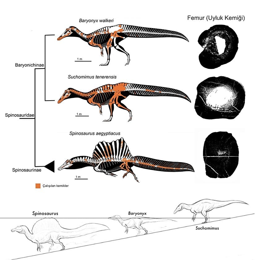 Spinozorgiller (Spinosauridae) familyası içerisindeki sucul ekolojik nişlere ait bulgular.