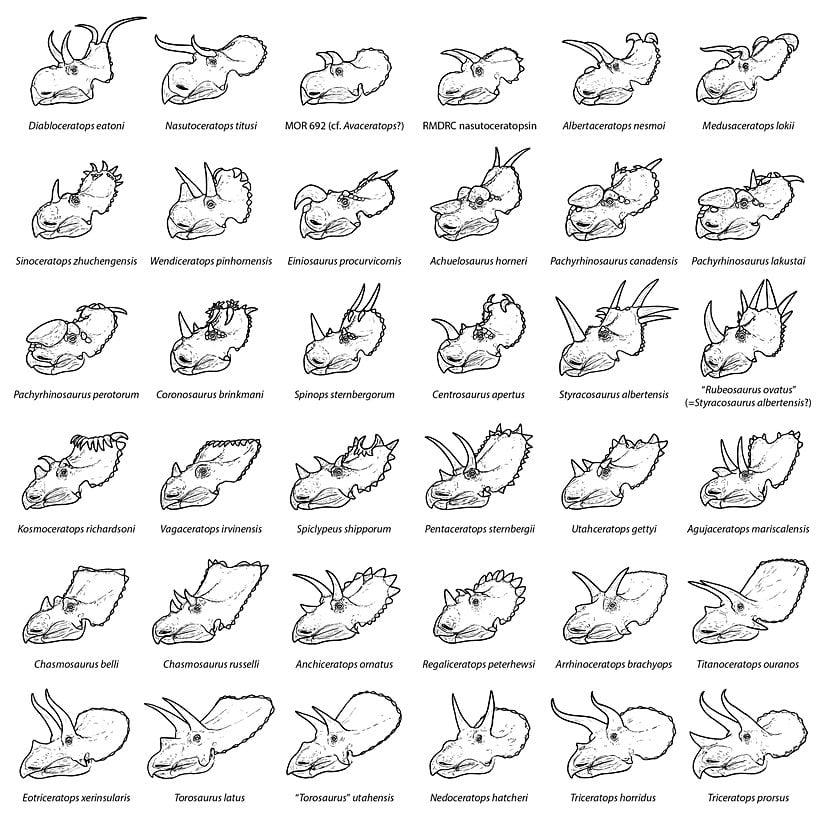 Seratopsiyanların kafatası çeşitliliği.