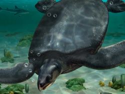 İspanya'da araba büyüklüğünde dinozor dönemi deniz kaplumbağası fosilleri gün yüzüne çıkartıldı.