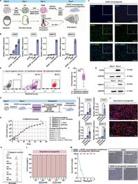 Recapitulation of endochondral ossification by hPSC-derived SOX9+ sclerotomal progenitors - Nature Communications