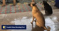 India’s top court orders removal of 60,000 stray dogs from Delhi