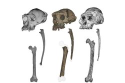 7 Milyon Yıllık Sahelanthropus Fosilleri, İnsan Soyunda Dik Yürüyüşün Beklenenden Çok Daha Erken Başladığını Gösteriyor.