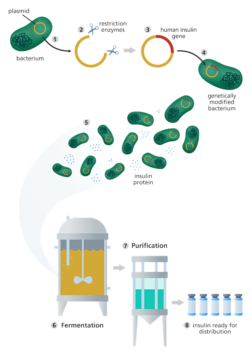 Genetik mühendisliği sürecini gösteren bir görsel
