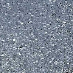 Kuyruklu Yıldız Leonard'ın Sallanan Kuyruğu