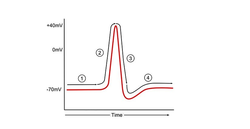 Aksiyon potansiyeli. 1)  Dinlenme membran potansiyeli, 2) depolarizasyon, 3) repolarizasyon, 4) hiperpolarizasyon ve temel değere dönüş.