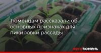 Тюменцам рассказали об основных признаках для пикировки рассады