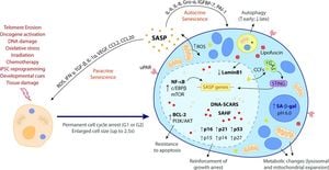 Lysine-Specific Demethylase 1 Targeting Suppresses Cellular Senescence